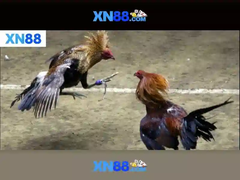 Giao Diện XN88 Mobile 2026
