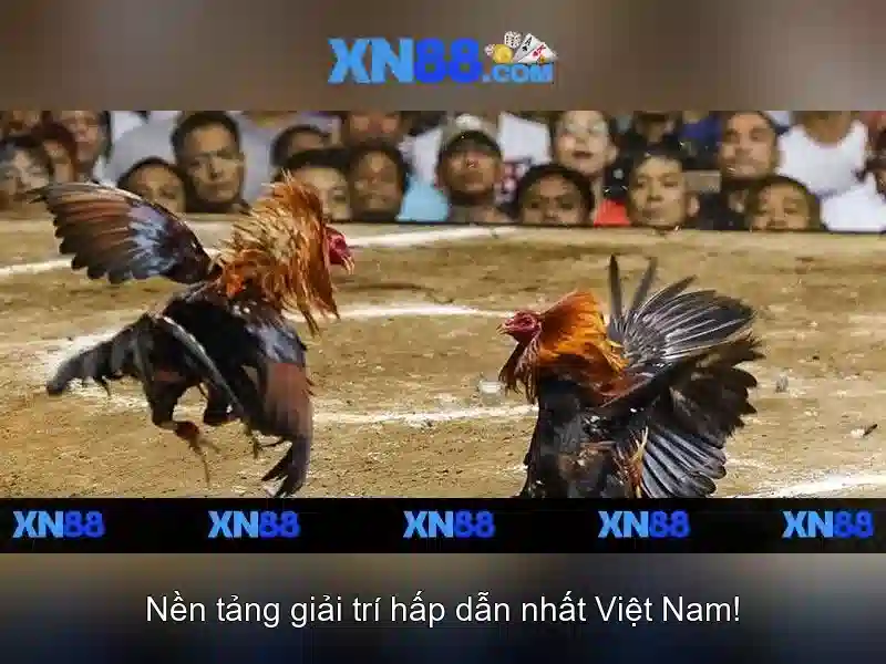 XN88 App Com