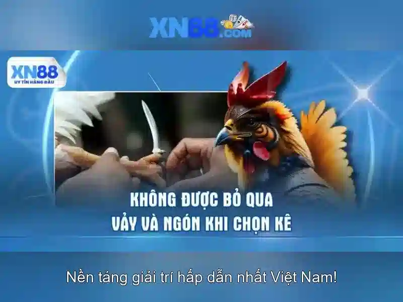 Trải Nghiệm Cá Cược Đỉnh Cao Với App XN88